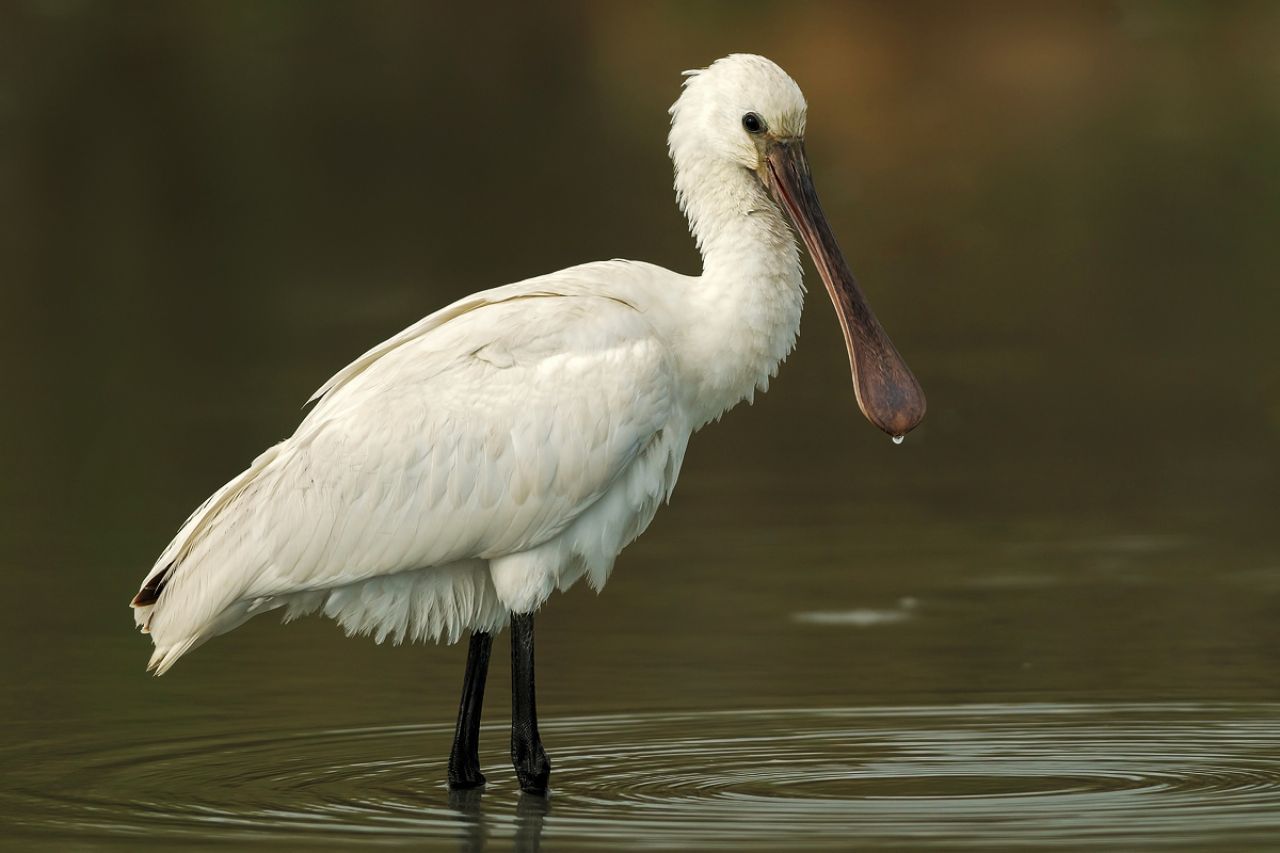 Spatola  (Platalea leucorodia)